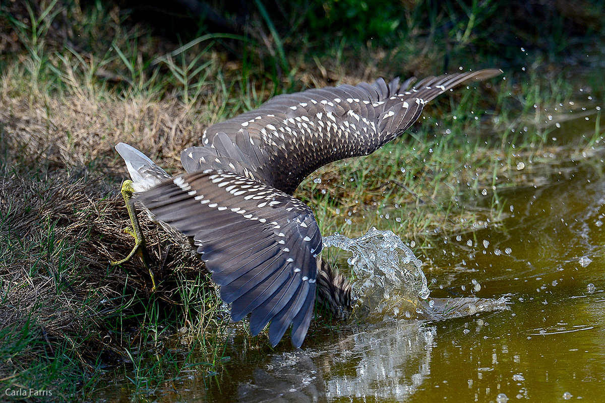 Black Crowned Night Heron 