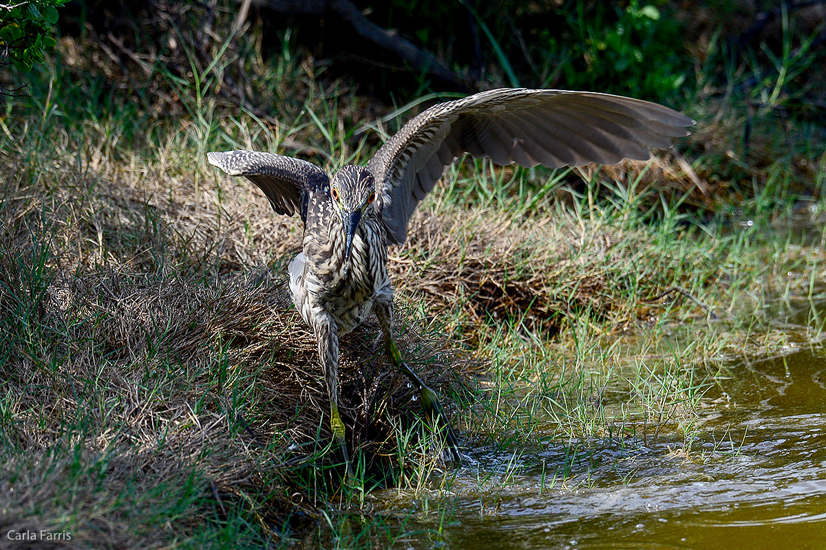 Black Crowned Night Heron 