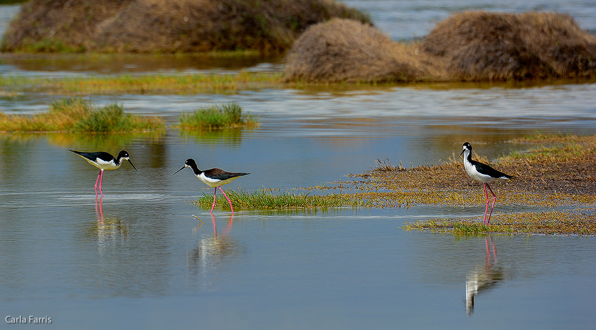 Hawaiian Stilt