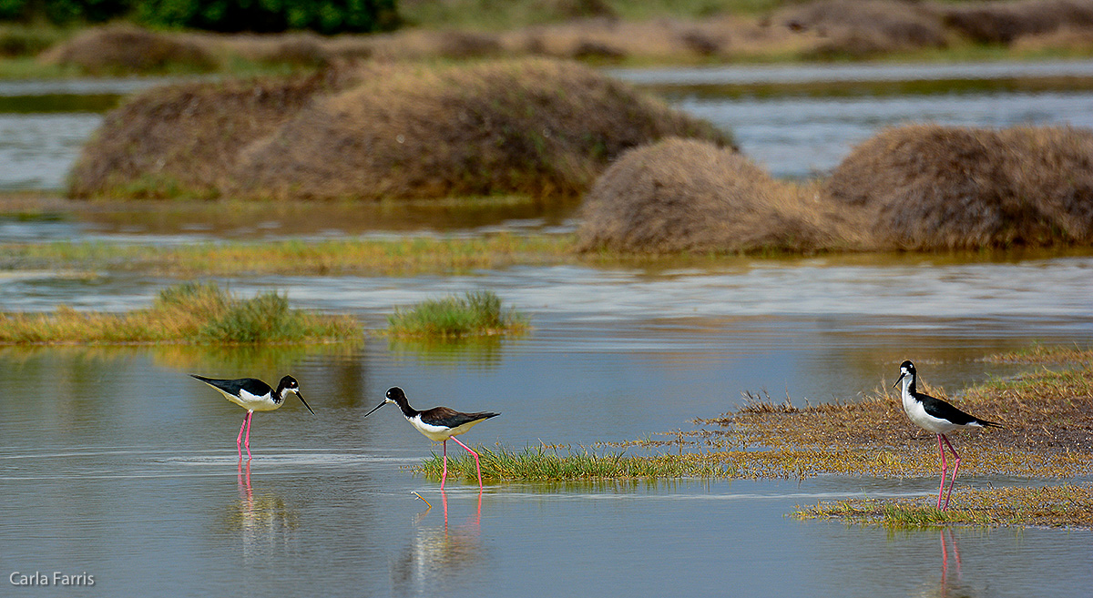 Hawaiian Stilt