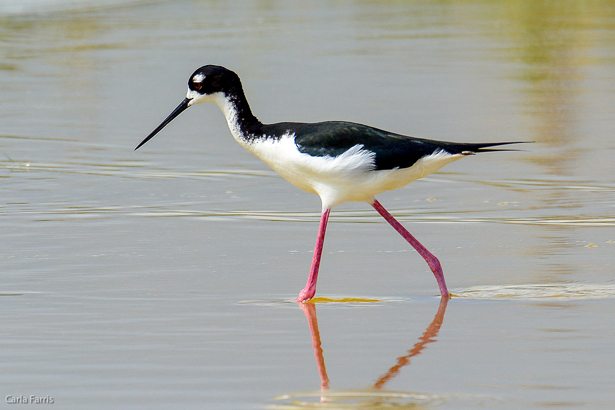 Hawaiian Stilt