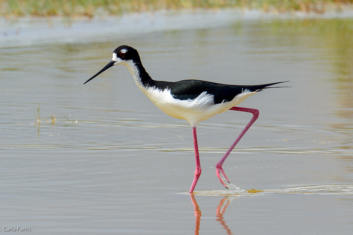 Hawaiian Stilt