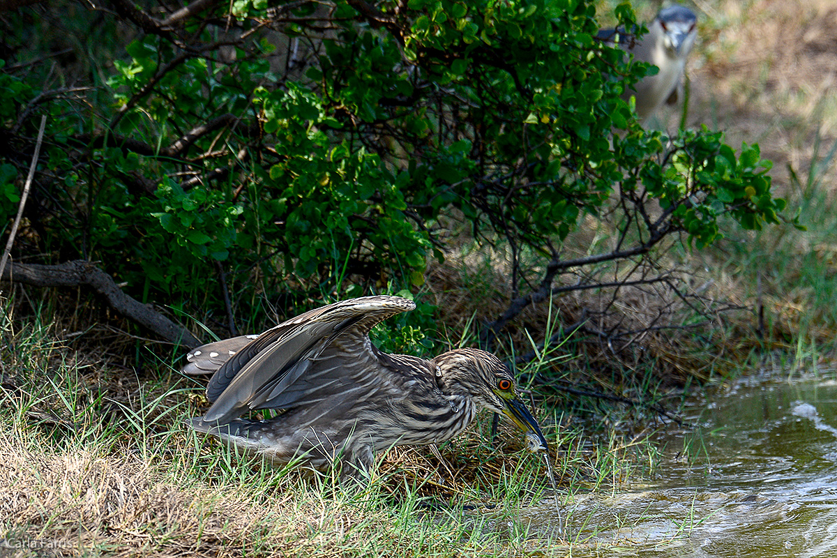 Black Crowned Night Heron - Juvenile