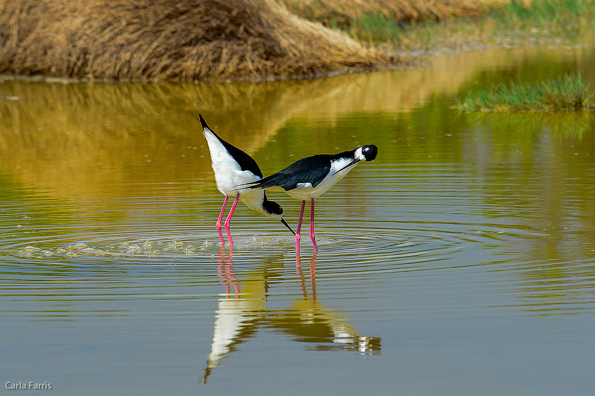 Hawaiian Stilt