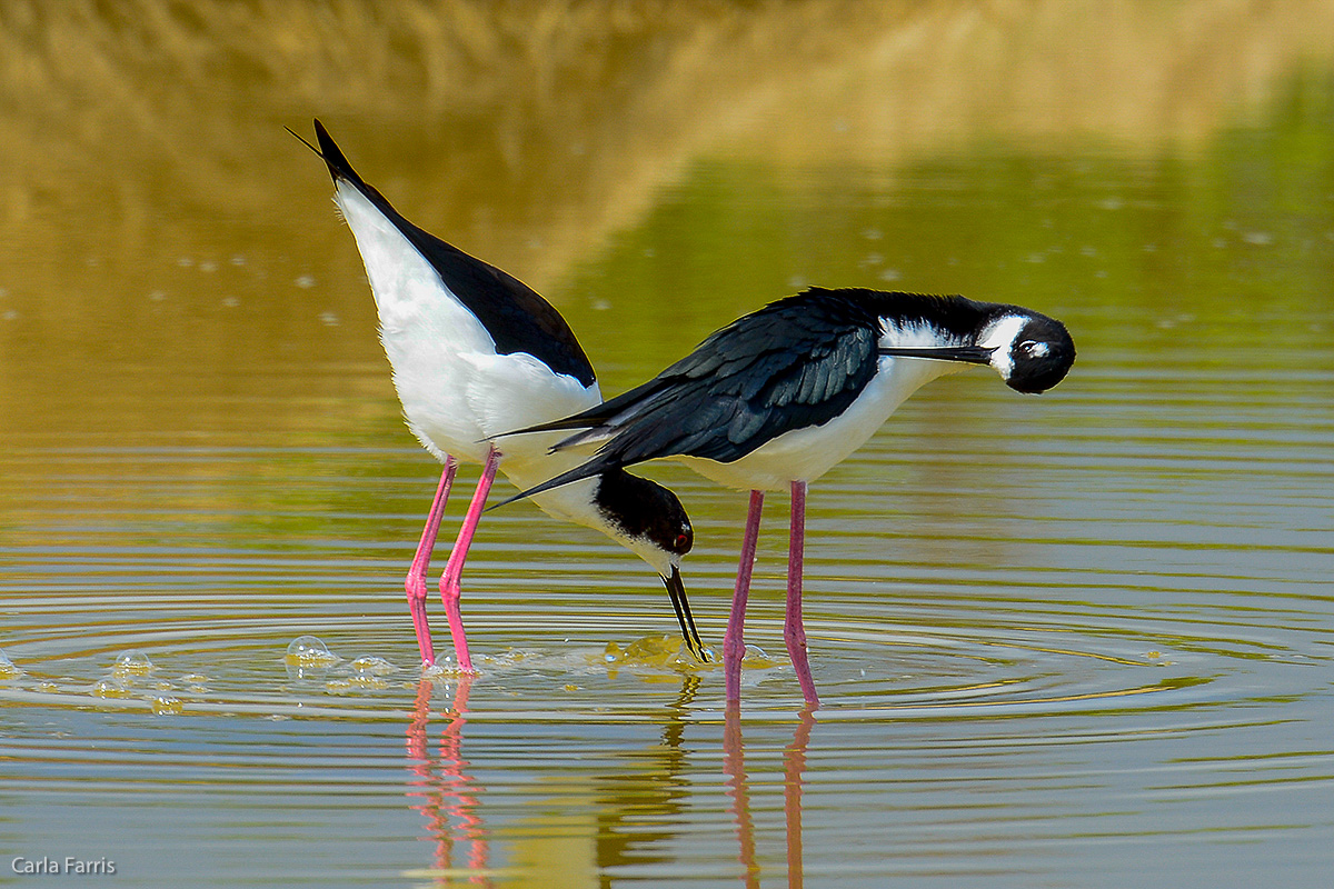 Hawaiian Stilt