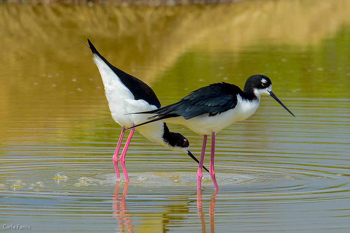 Hawaiian Stilt