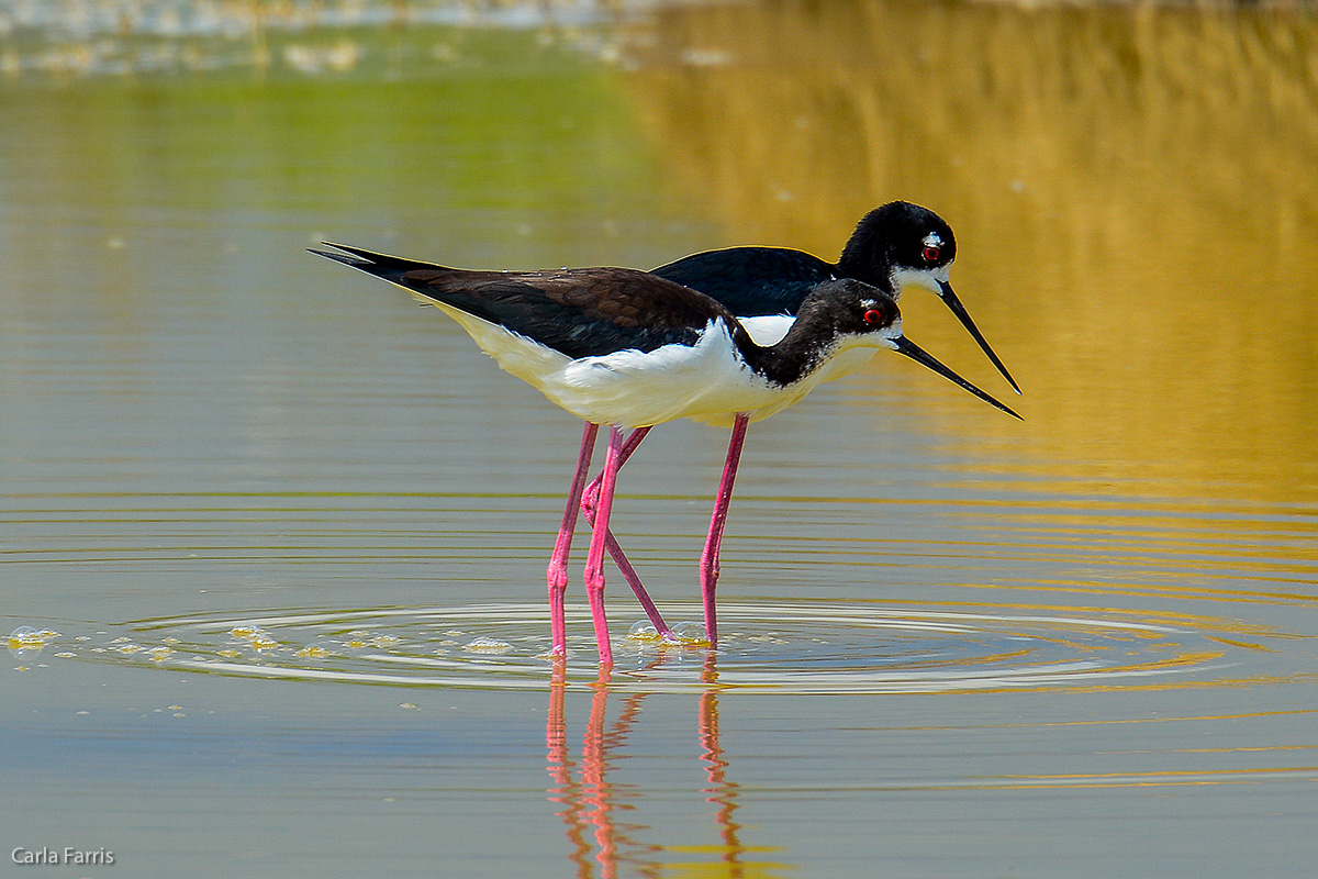 Hawaiian Stilt