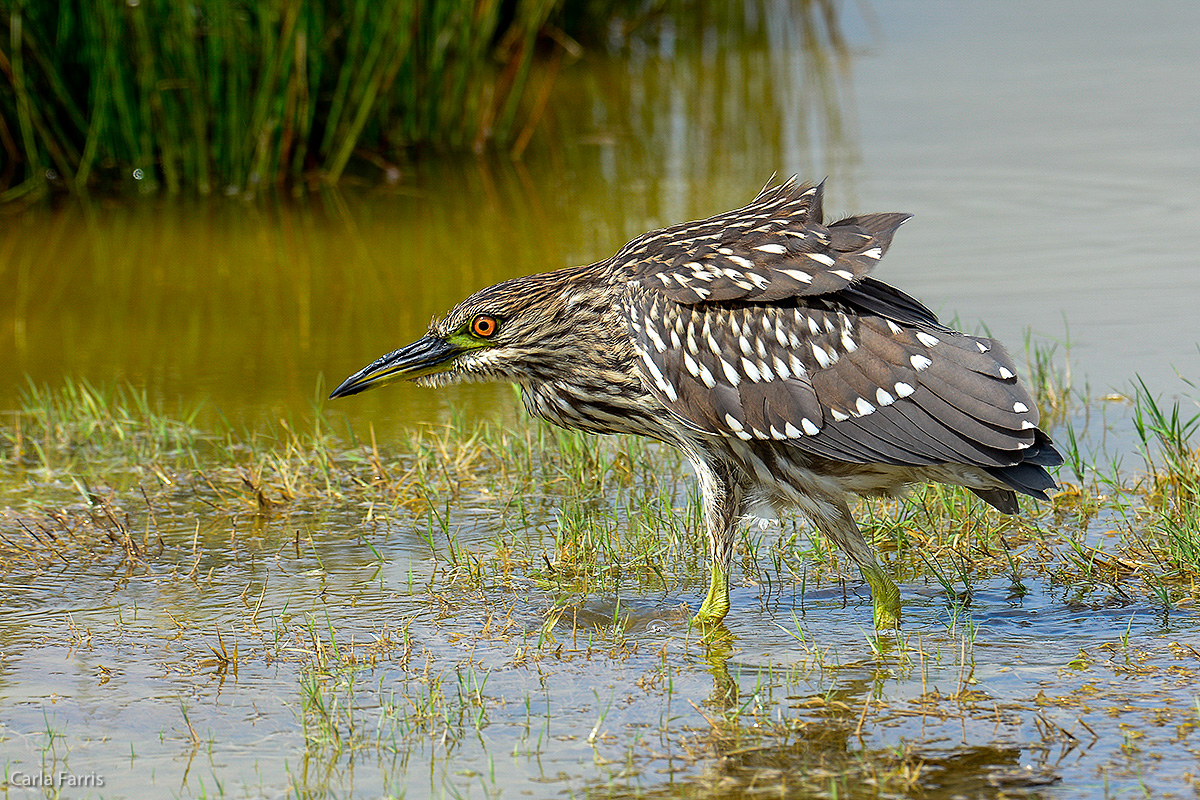 Black Crowned Night Heron