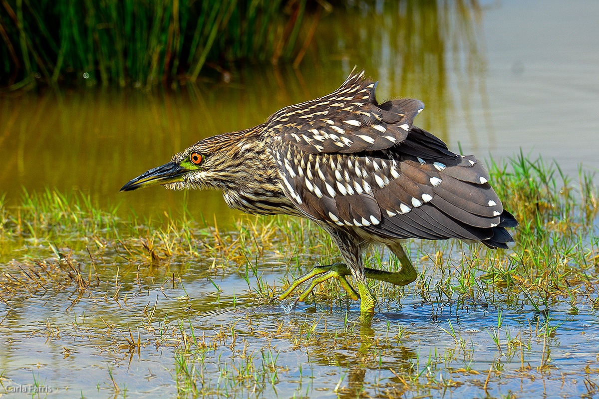 Black Crowned Night Heron