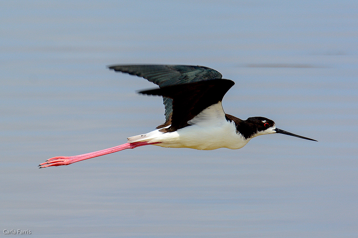 Hawaiian Stilt