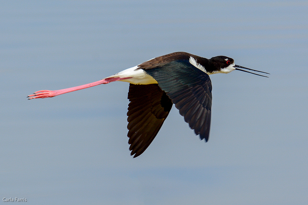 Hawaiian Stilt