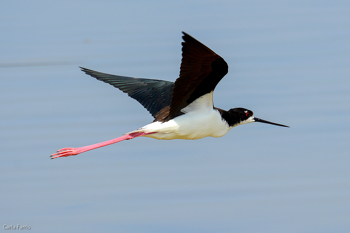 Hawaiian Stilt