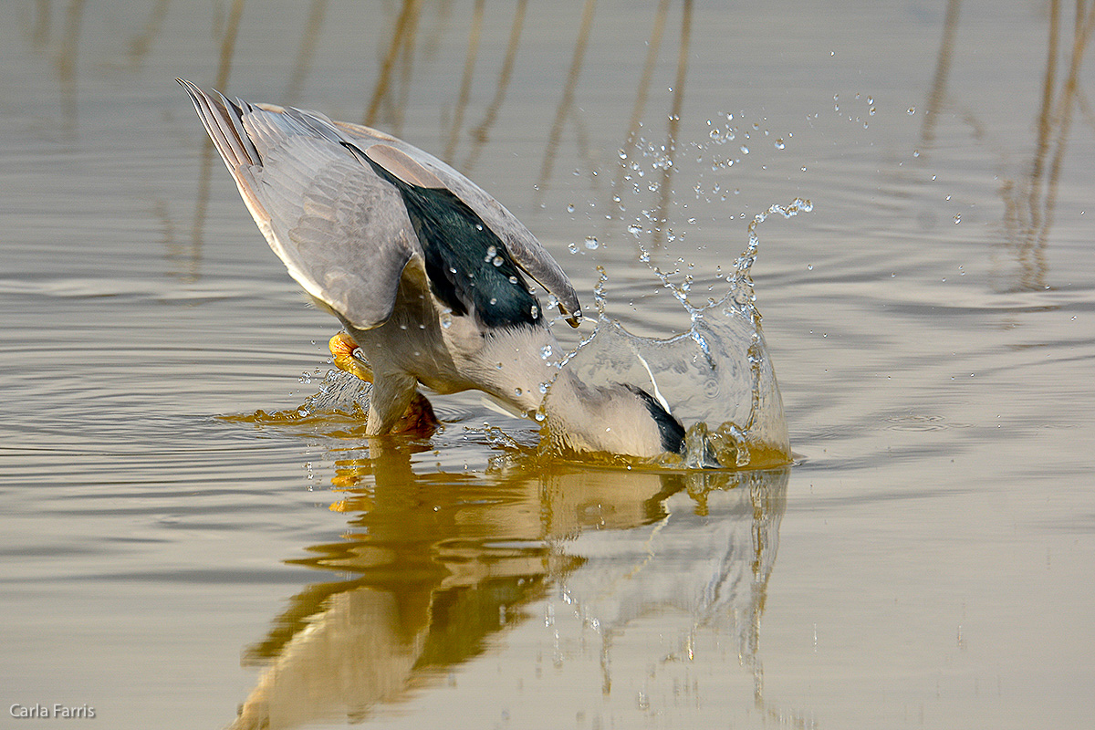 Black Crowned Night Heron