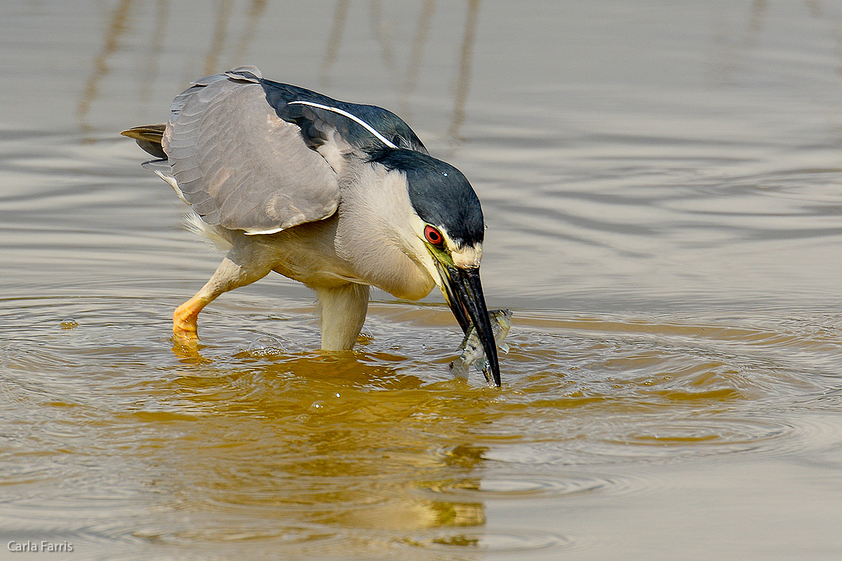 Black Crowned Night Heron