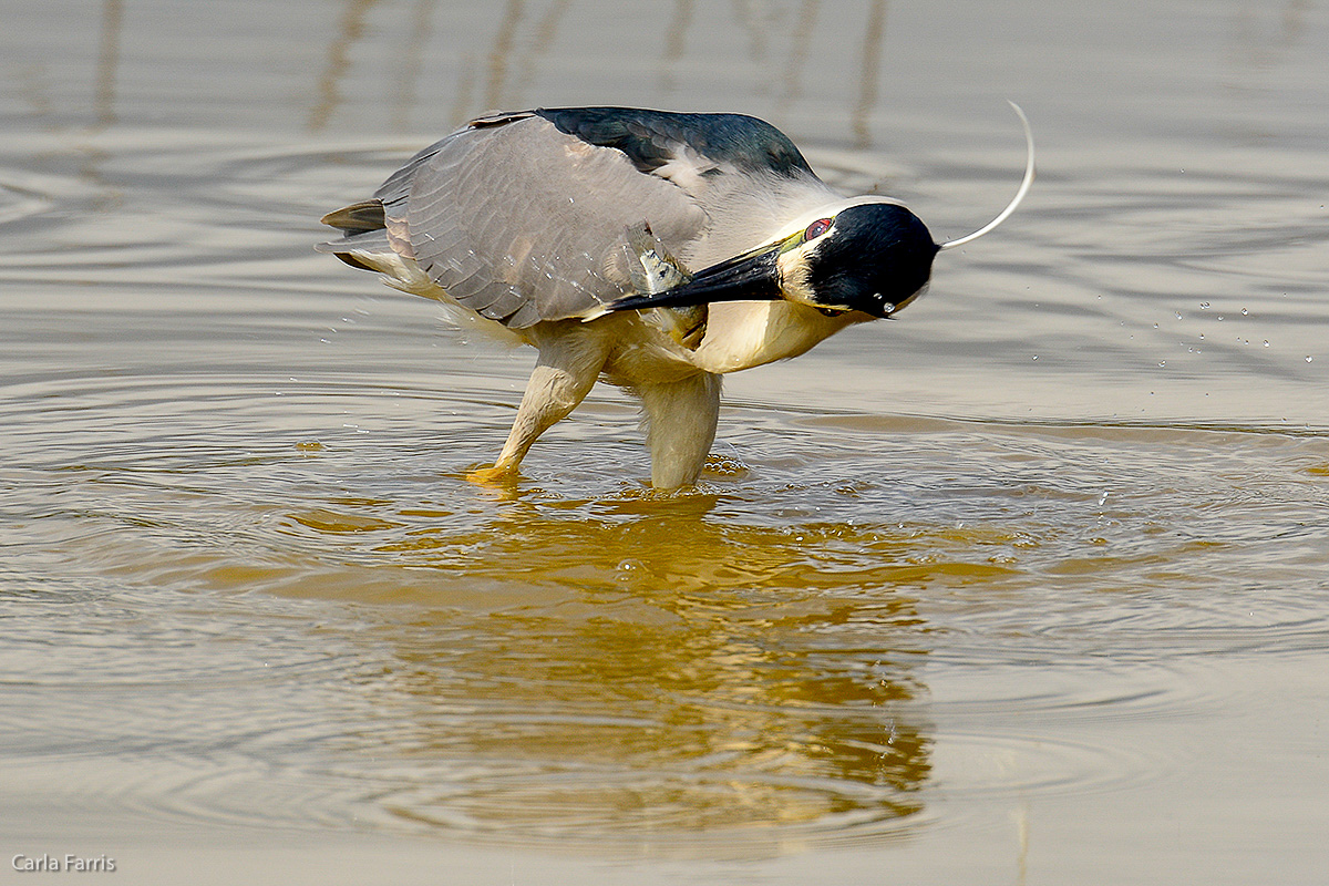 Black Crowned Night Heron