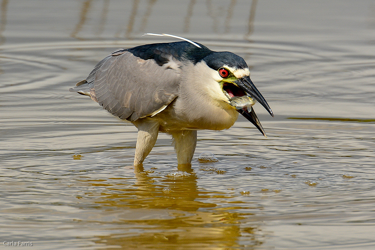 Black Crowned Night Heron