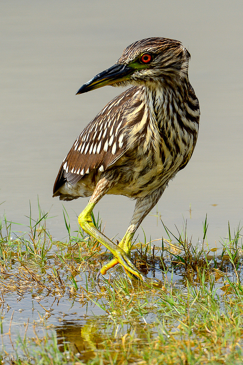 Black Crowned Night Heron