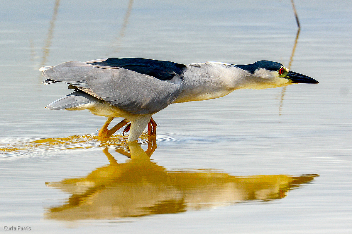 Black Crowned Night Heron