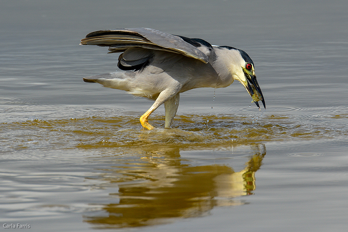 Black Crowned Night Heron