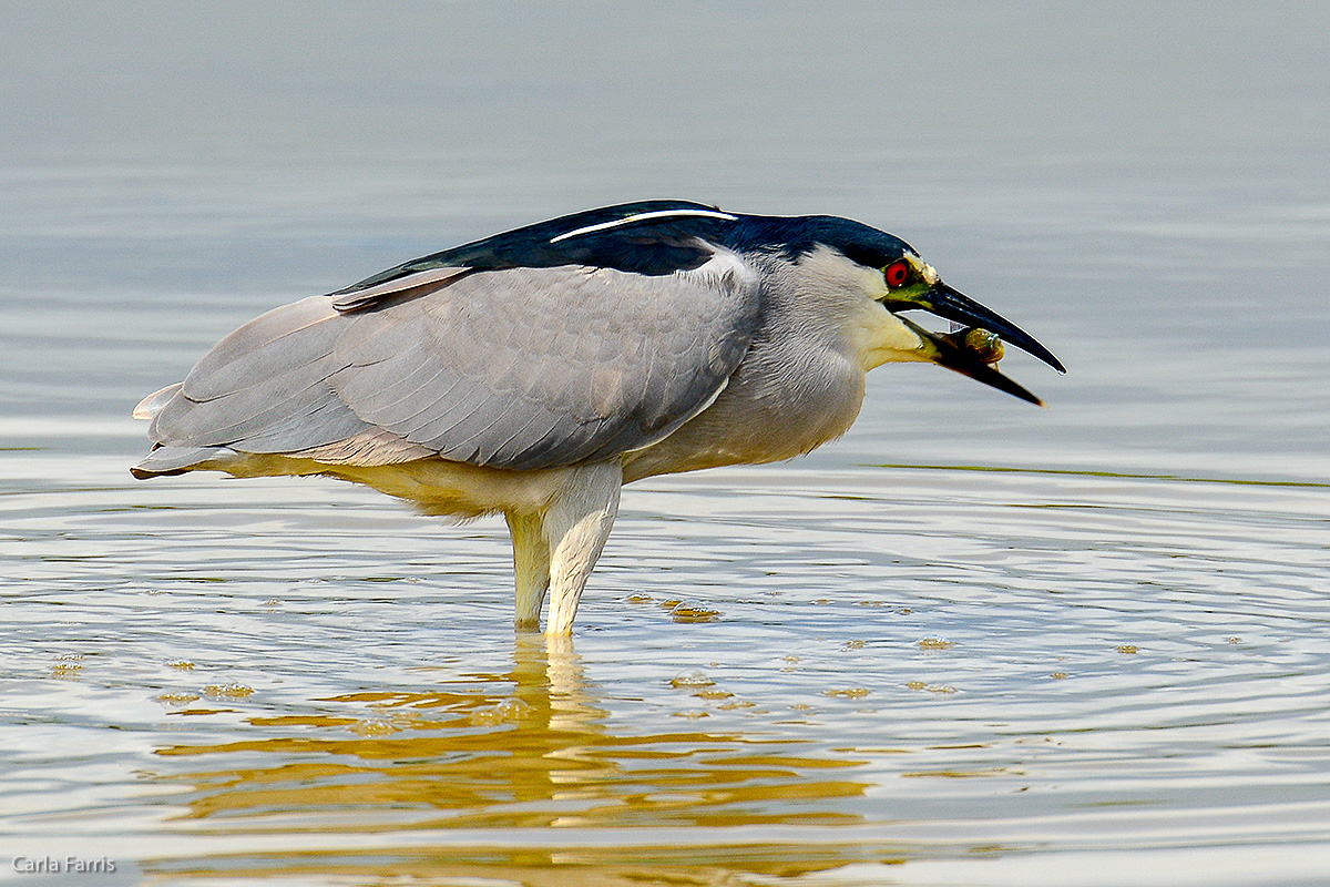 Black Crowned Night Heron