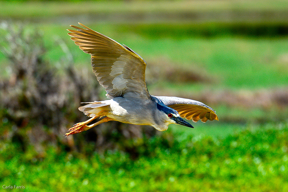 Black Crowned Night Heron