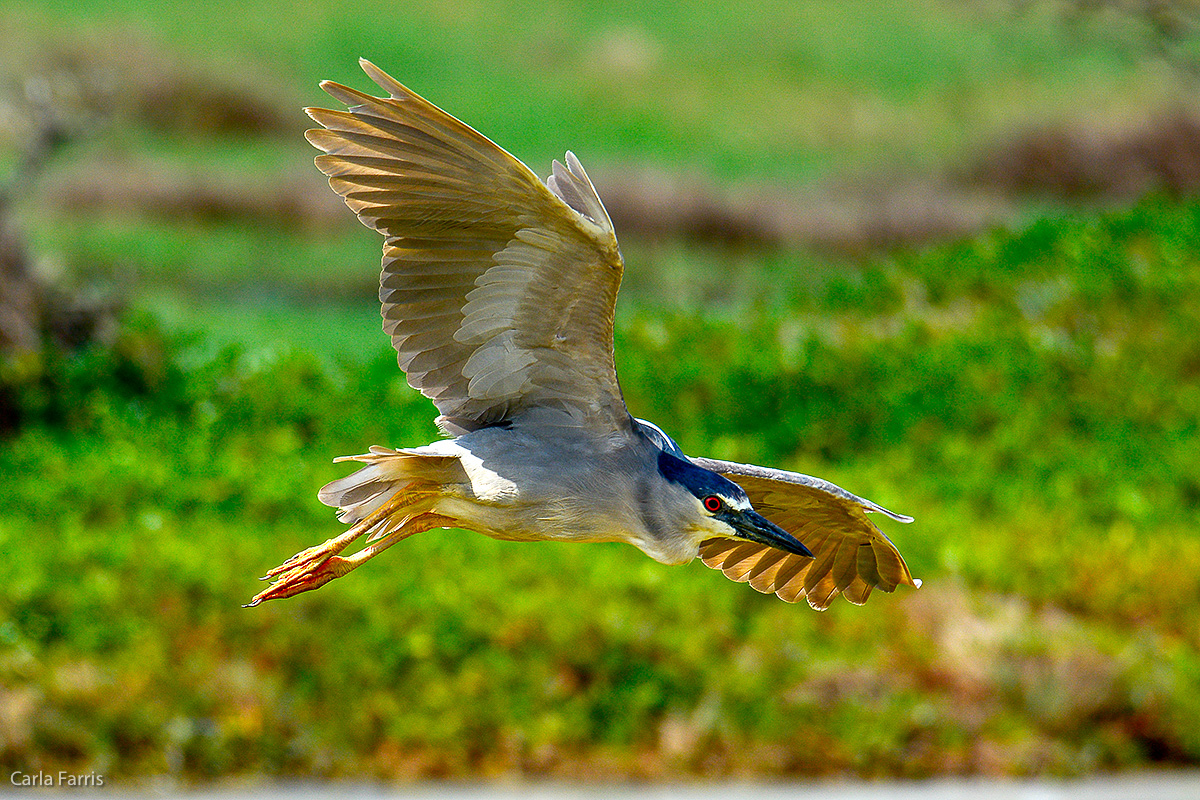 Black Crowned Night Heron