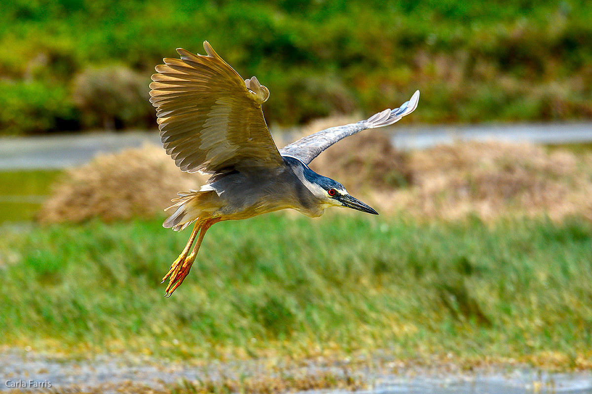 Black Crowned Night Heron