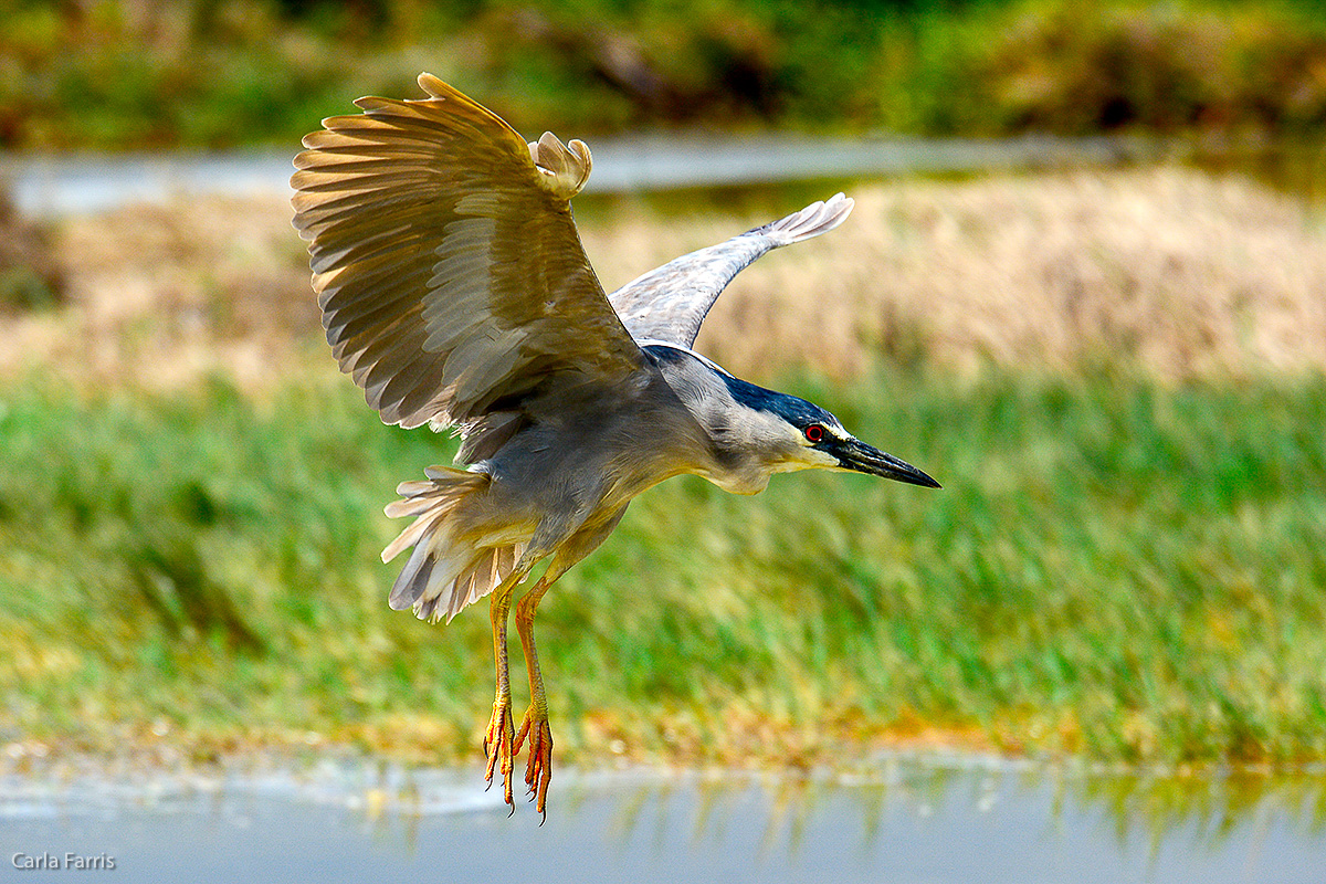 Black Crowned Night Heron