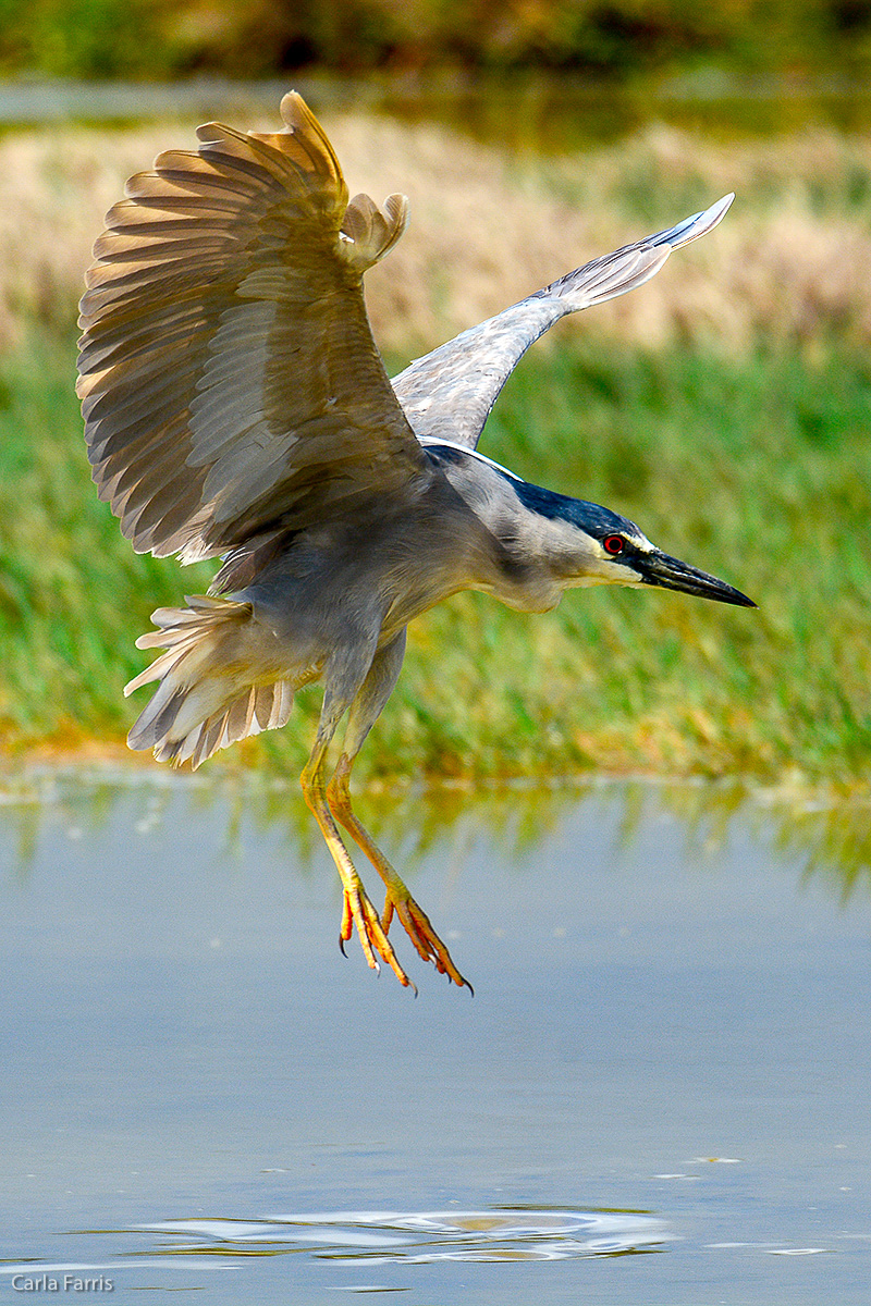 Black Crowned Night Heron