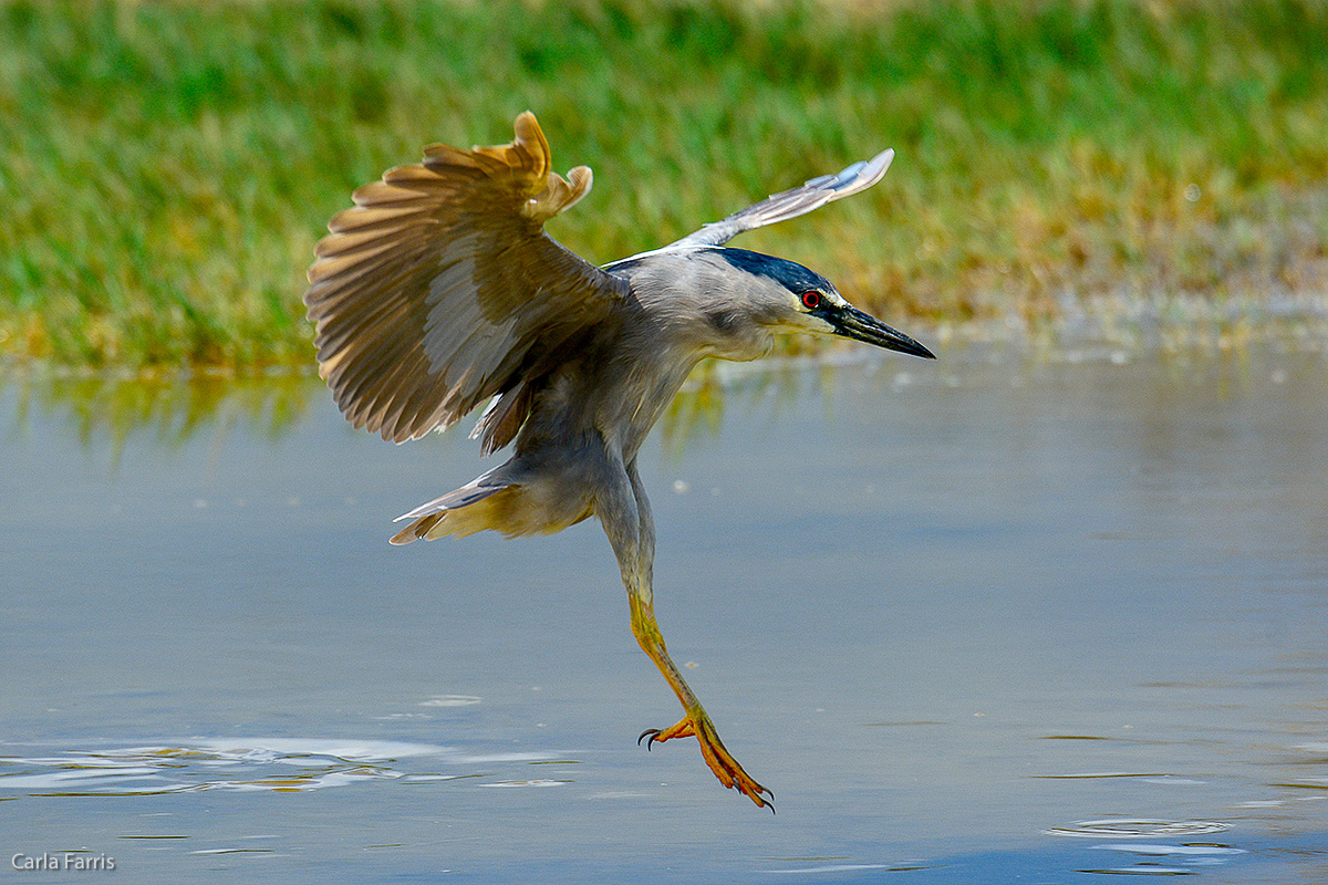 Black Crowned Night Heron