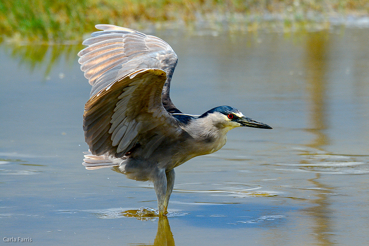 Black Crowned Night Heron