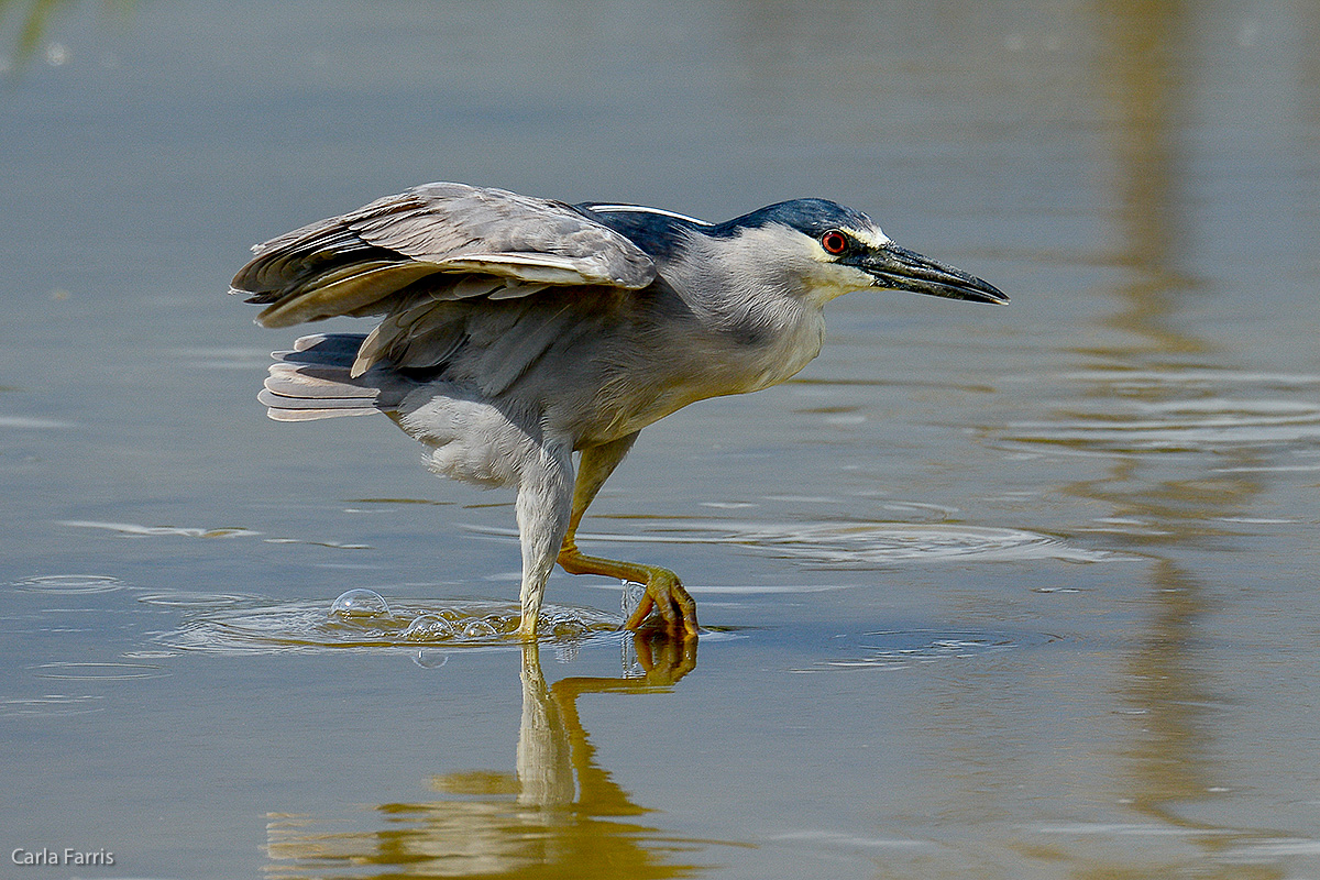 Black Crowned Night Heron