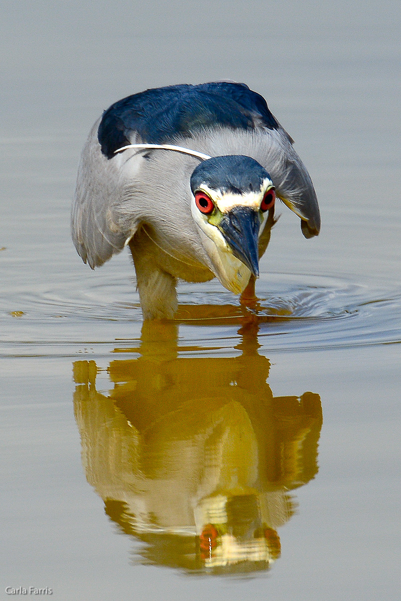 Black Crowned Night Heron