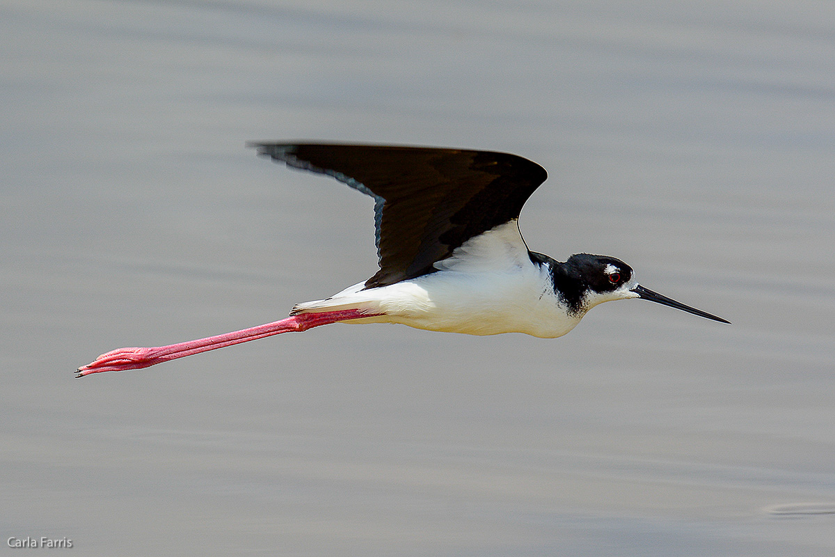 Hawaiian Stilt