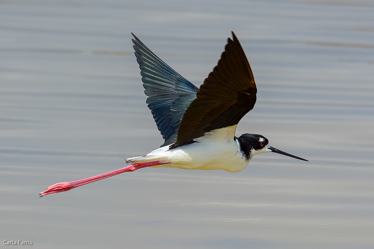 Hawaiian Stilt