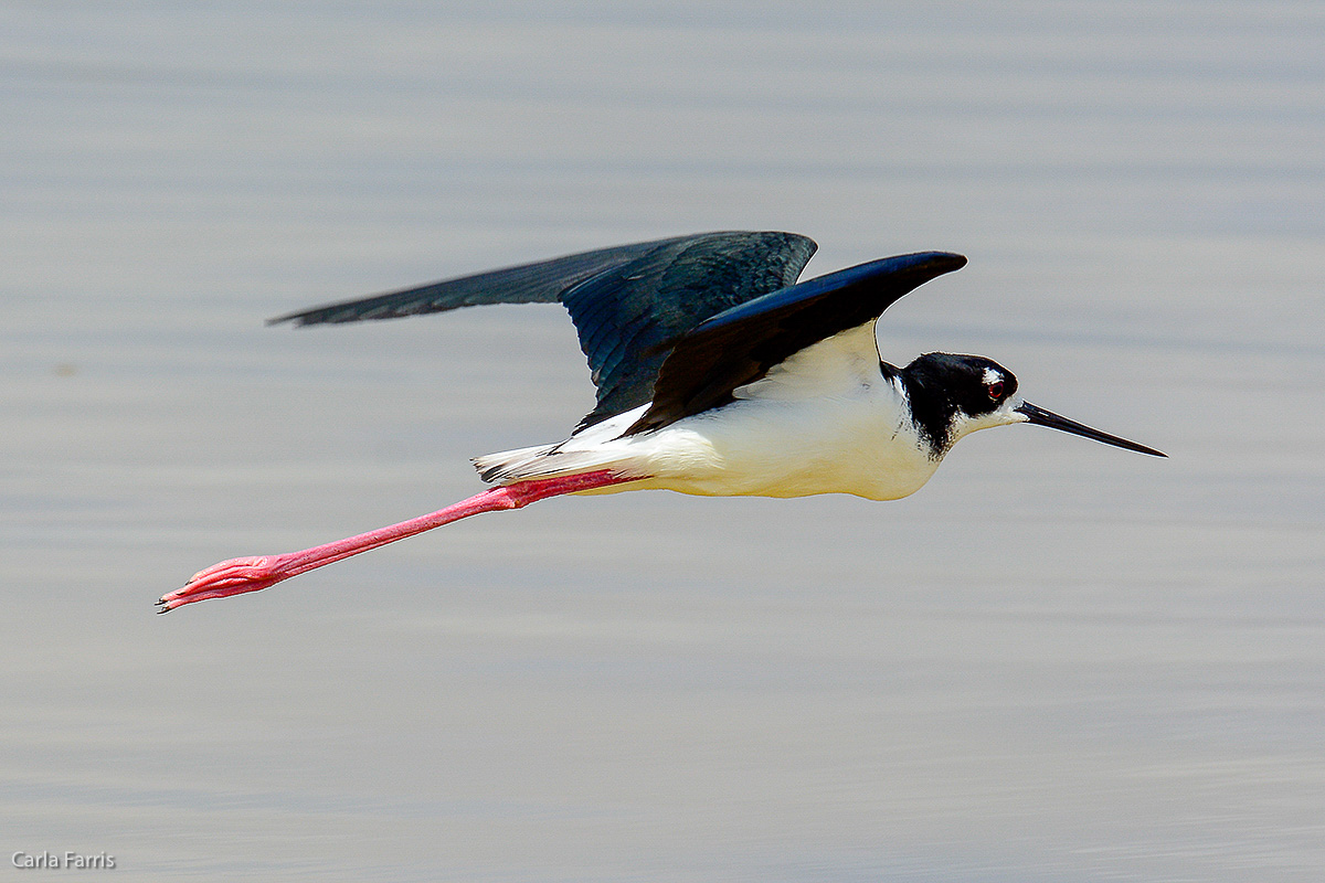 Hawaiian Stilt