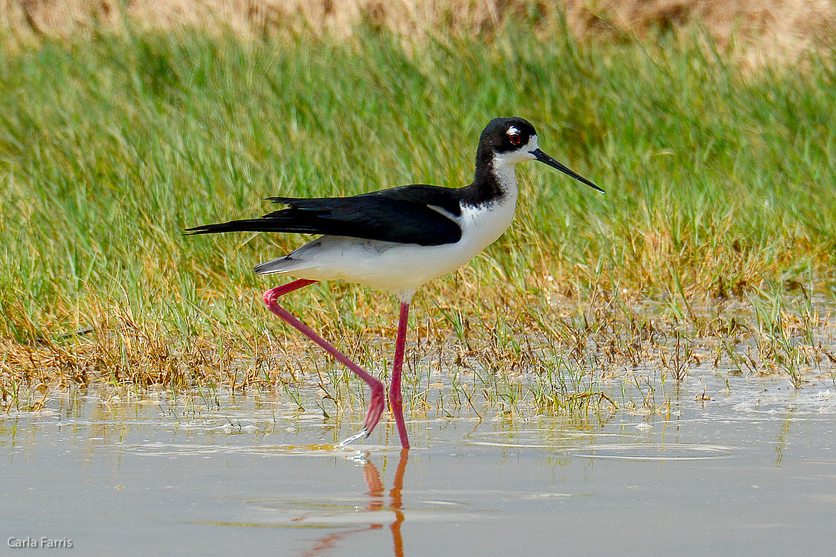 Hawaiian Stilt