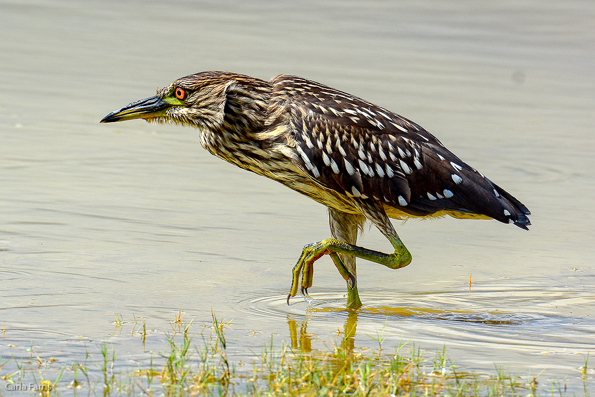 Black Crowned Night Heron