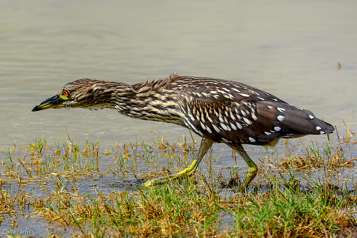 Black Crowned Night Heron