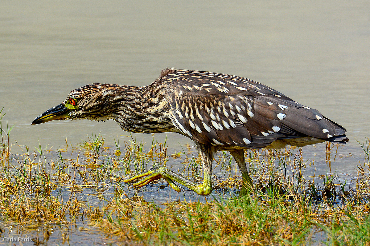 Black Crowned Night Heron