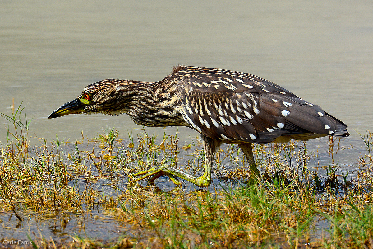 Black Crowned Night Heron