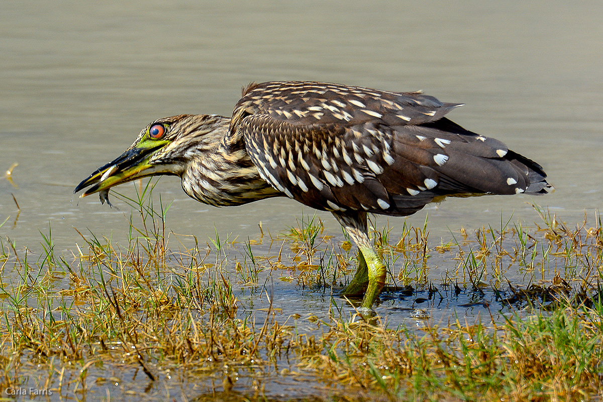 Black Crowned Night Heron