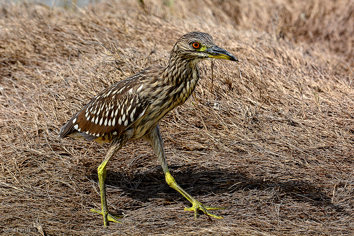 Black Crowned Night Heron