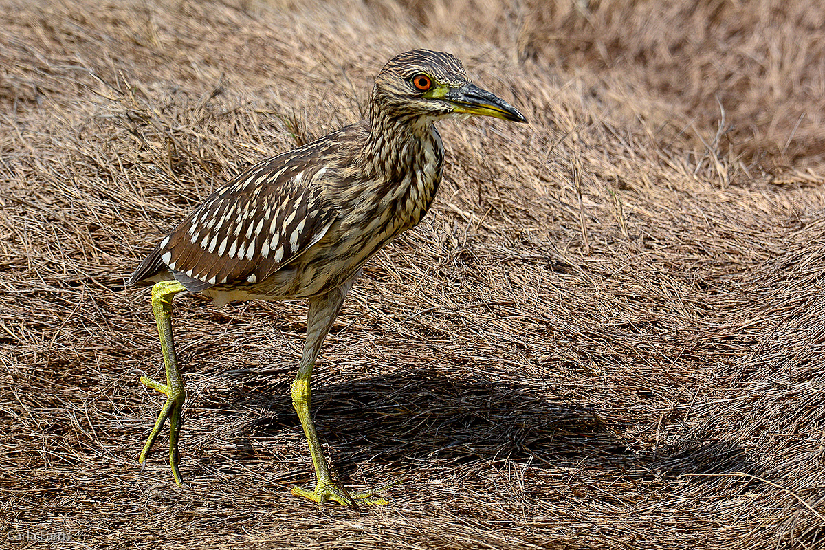 Black Crowned Night Heron