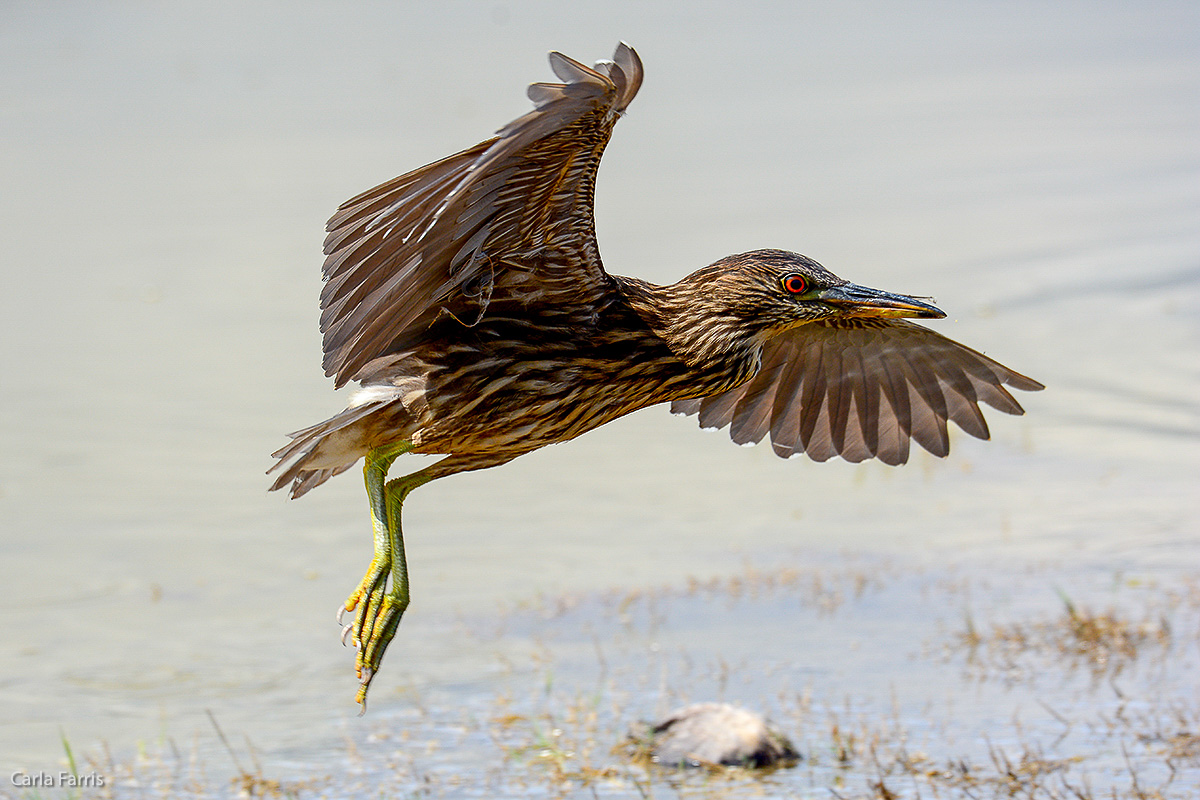 Black Crowned Night Heron