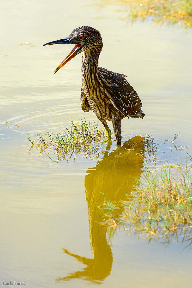 Black Crowned Night Heron