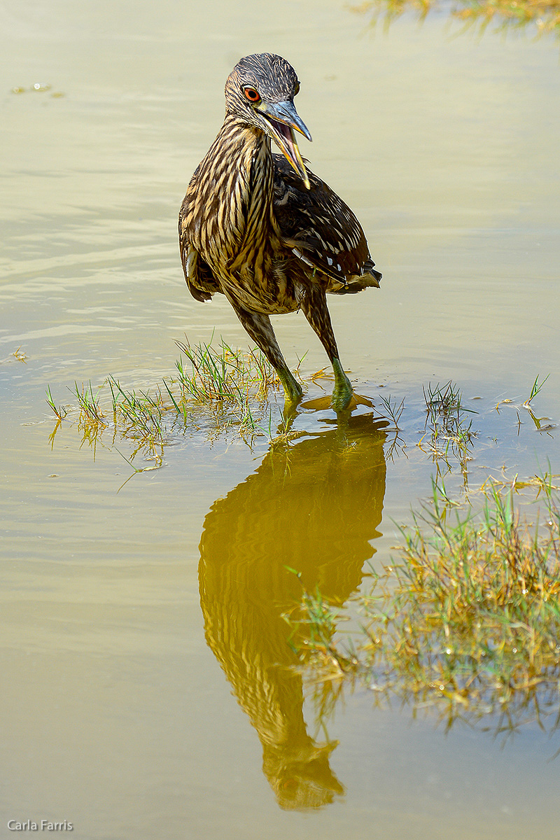 Black Crowned Night Heron