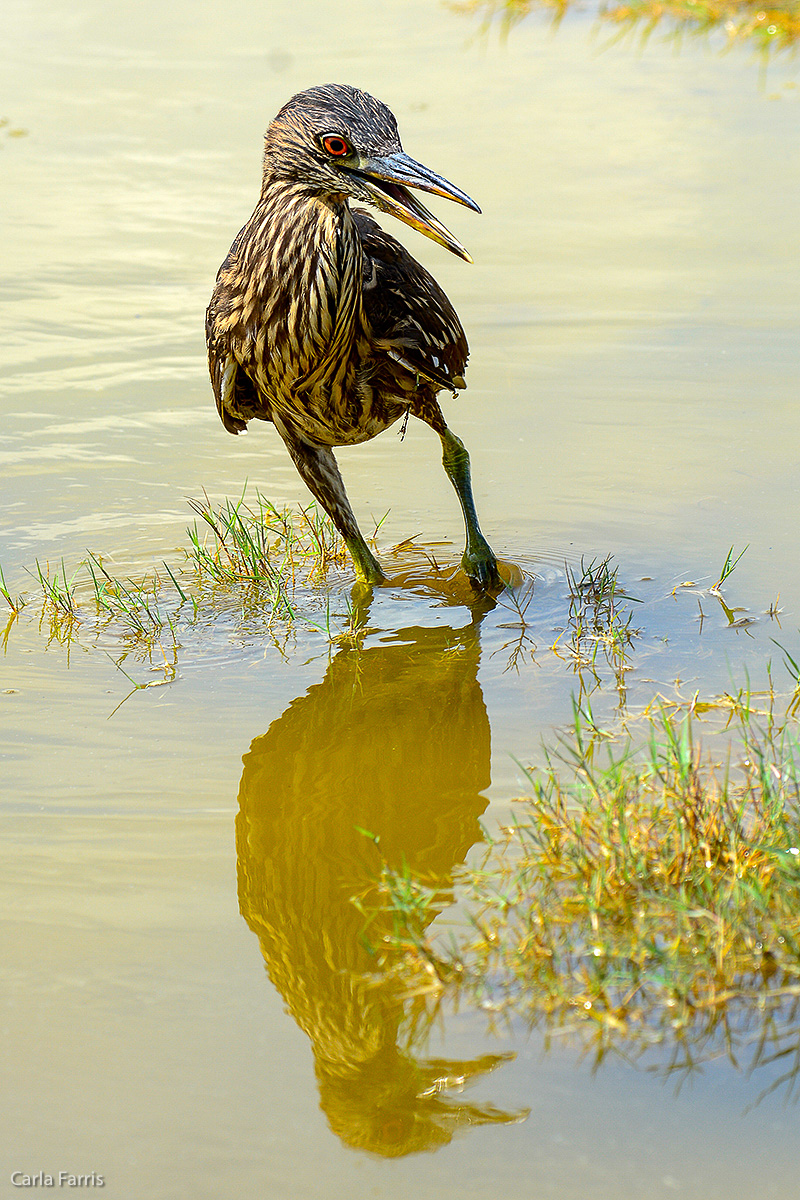 Black Crowned Night Heron