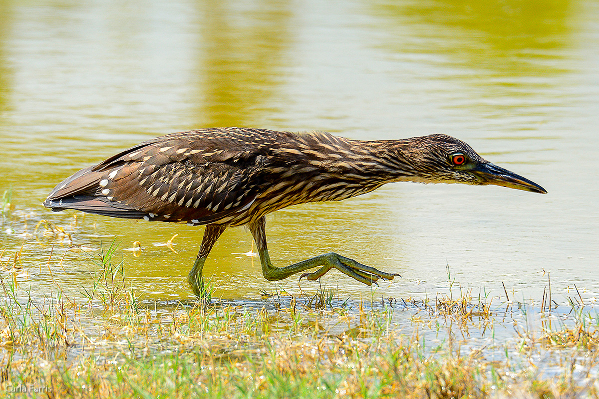 Black Crowned Night Heron