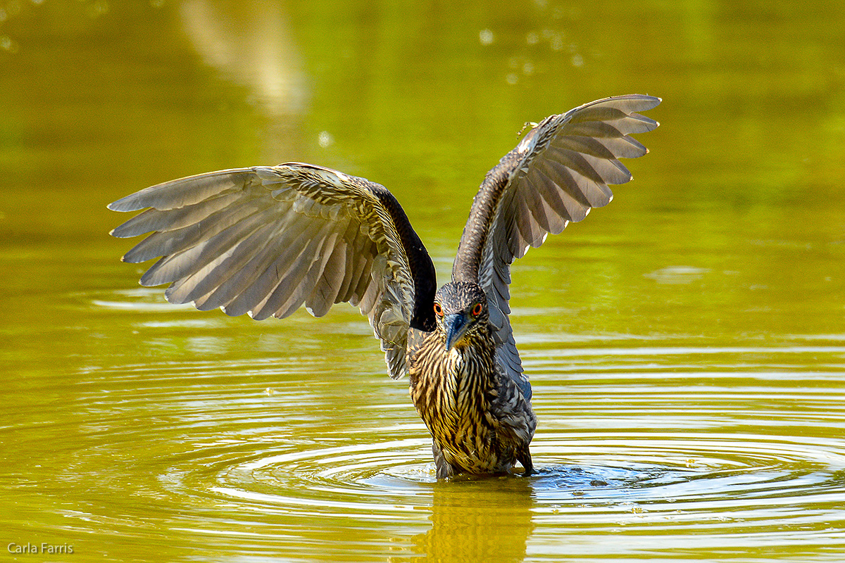 Black Crowned Night Heron